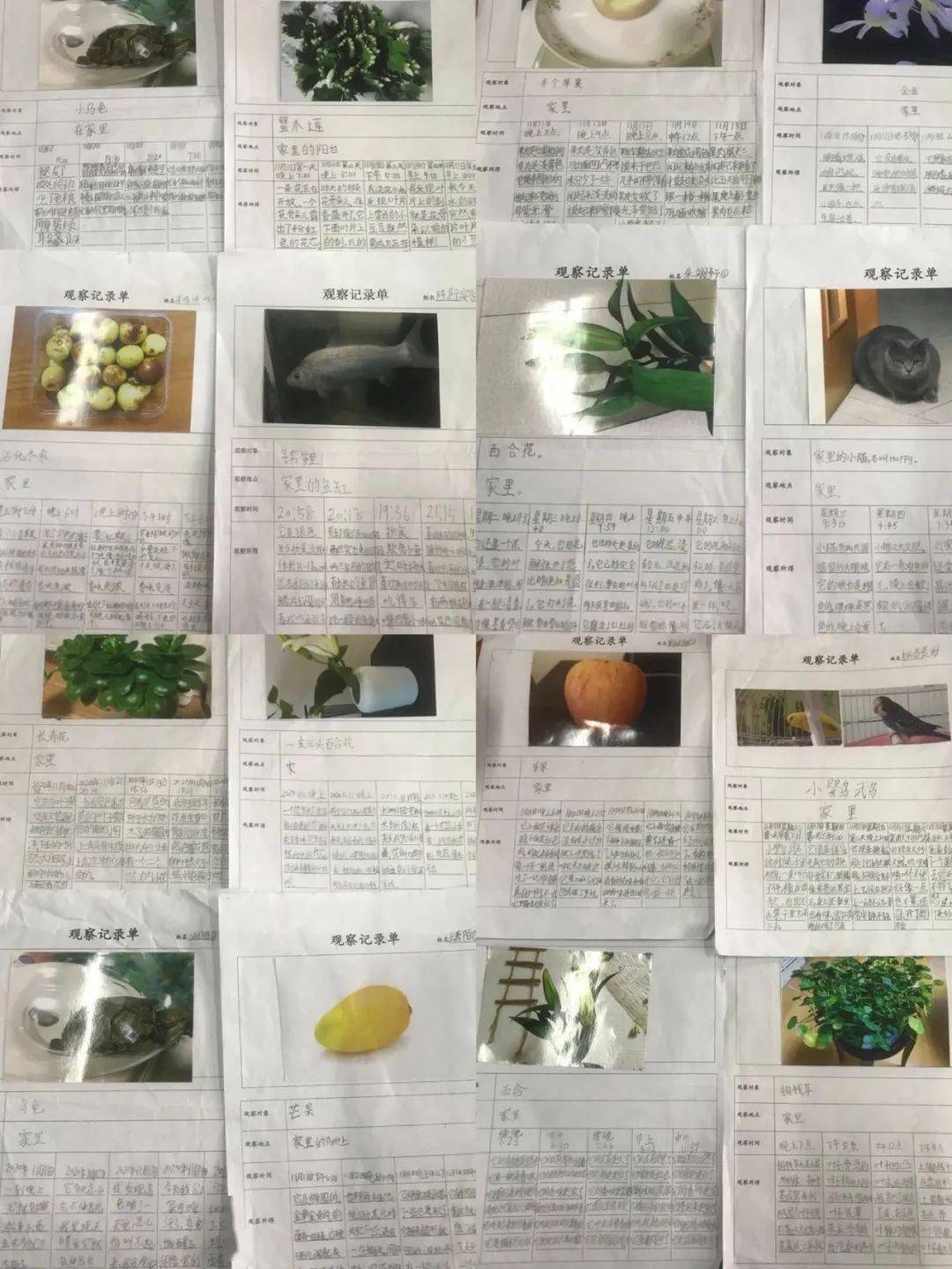 新澳门三期内必开一肖仔细释义、解释与落实、构建解答解释落实