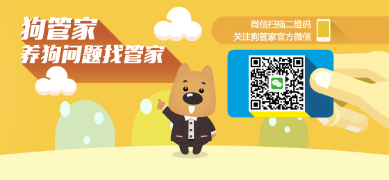 7777788888管家婆狗精选解析、解释与落实、构建解答解释落实