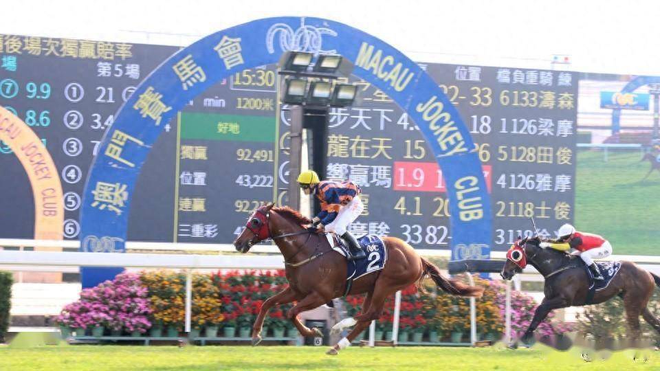 新澳门全年免费料仔细释义、解释与落实、构建解答解释落实